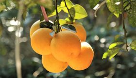 Begin your visa-prepared day with Vietnam’s tranquil ambiance